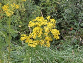 Scotch Broom