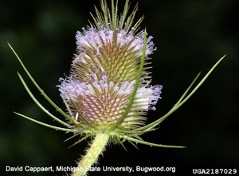 Teasel