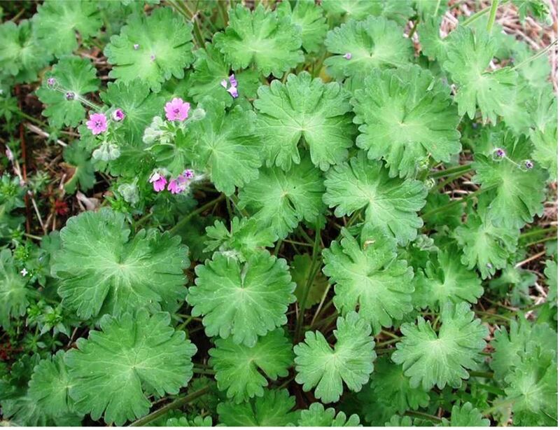 Dovefoot Geranium
