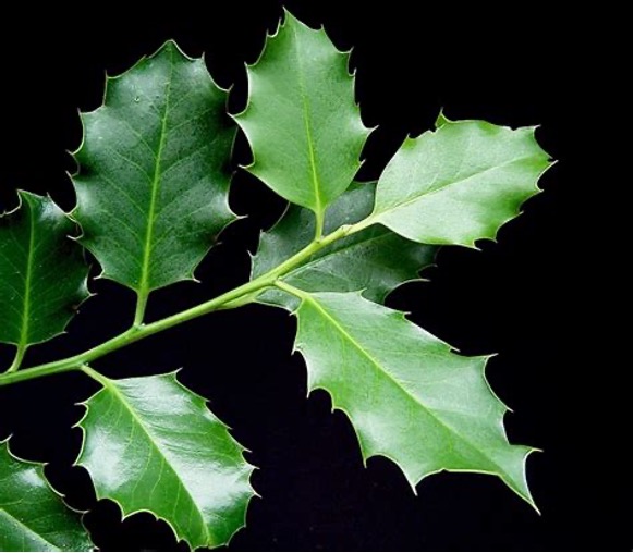English Holly
